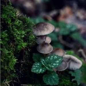 Meet your Posher, Ren